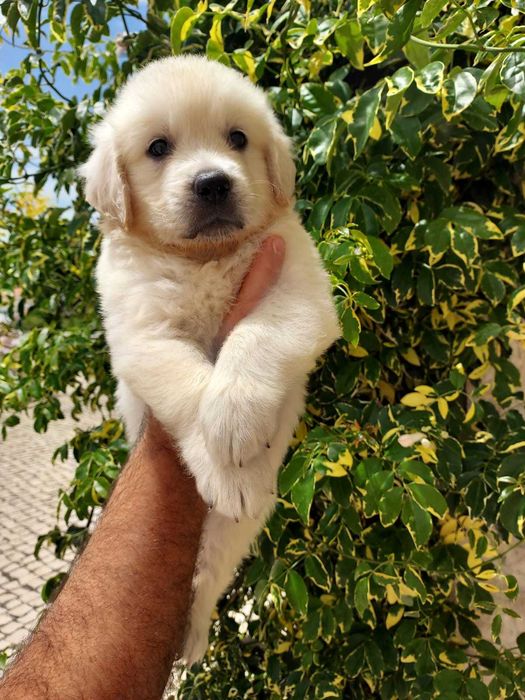 Golden Retriever Cachorro Excelente