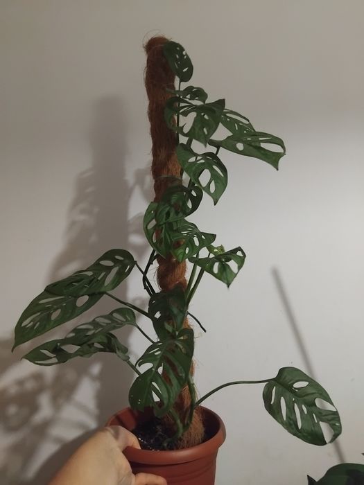 Monstera monkey małpka
