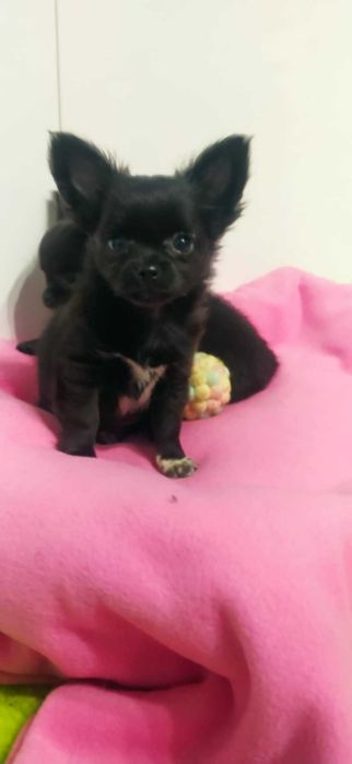 CHIHUAHUA mini suczka prawdziwy rodowód ZKwP (FCI) SUPER OKAZJA !