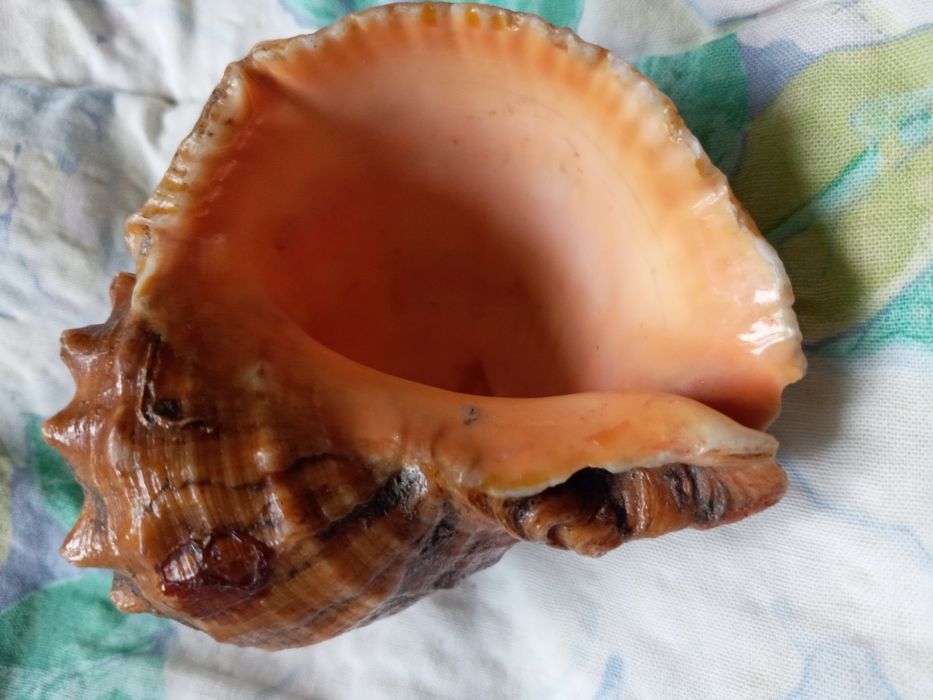 Ракушка океанская, большая.  Цвет золотисто- бронзовый. Тематика- море