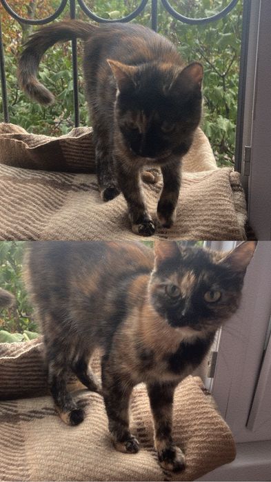 Котёнок девочка в добрые руки!