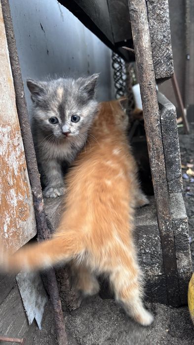 Котики в добрі руки