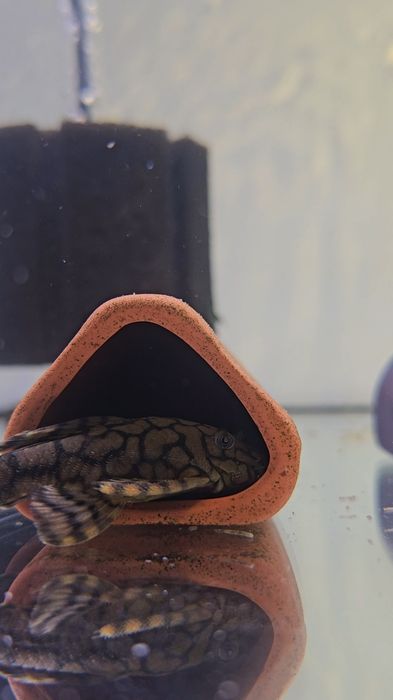 L519 Kiefner II  juvenis