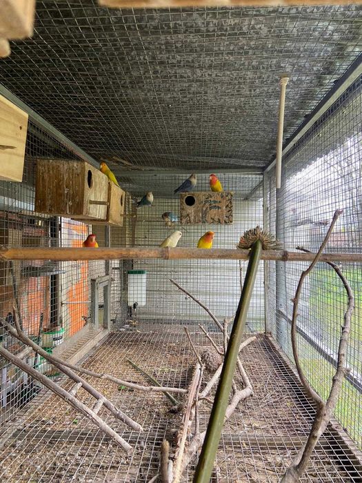 casais reprodutores de agapornis