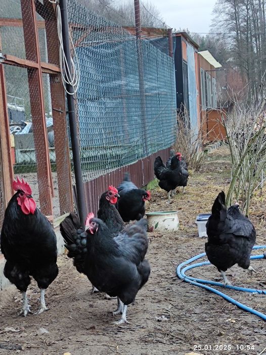 Jajka lęgowe australorp czarny
