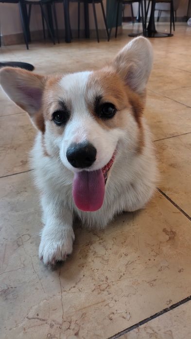 Welsh Corgi Pembroke FCI