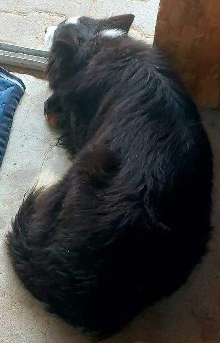 (ADOÇÃO ESPECIAL - Ler Tudo) Border Collie (3F)