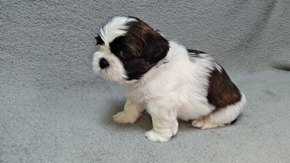 Szczeniaczek shih tzu