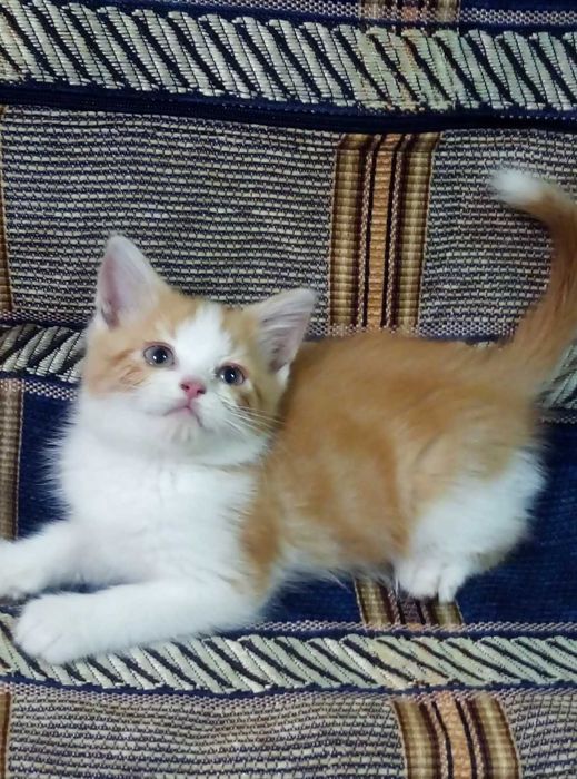 Шотландские котята,шиншилла,Красный мрамор!!