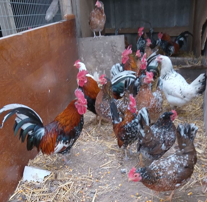 Кури,півні  брама віандот корольки.