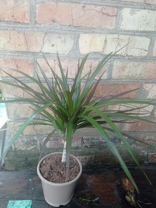 Драцена Маргината.