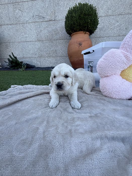 Golden Retriever  femea fantastica