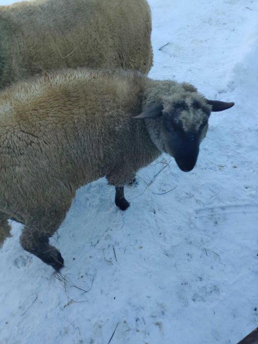 Baran czarnogłówka. 11 miesięcy