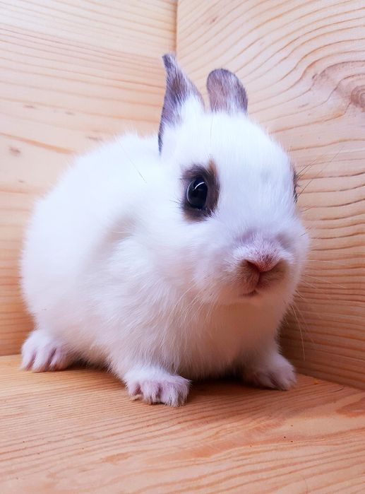 Карликовые миниатюрные декорат.торчеухие и вислоухие кролики и клетки