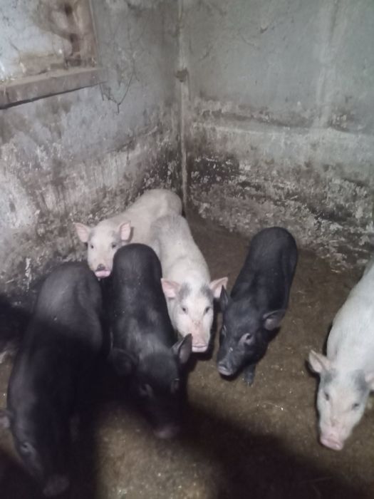 вʼятнамські  свині на свиноматки