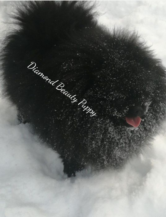 Miś szpic miniaturowy pomeranian boo sunia