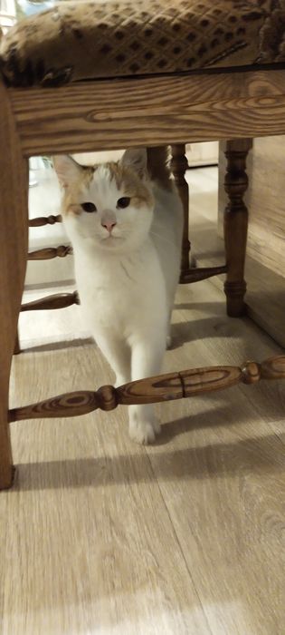 Uroczy Biały Kocurek Szuka Rodziny!