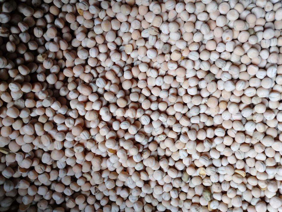 Sprzedam groch siewny Astronaute