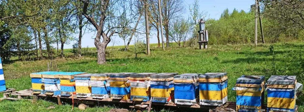 Мед з  власної пасіки, 100% натуральний