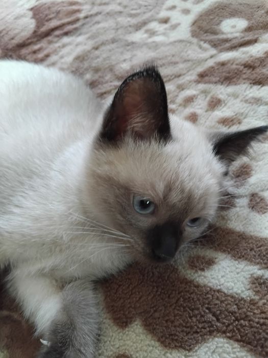 продаж сіамських котенят