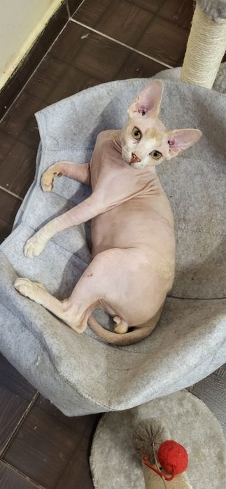 Sfinks kocurek ANGELO