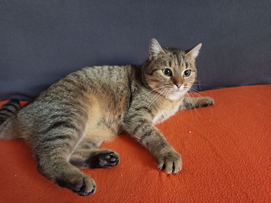 Fajerwerka szuka domu