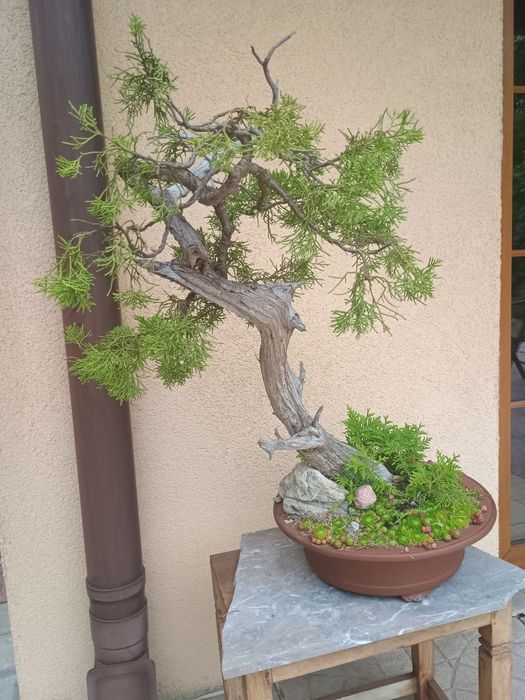 Drzewka bonsai 2