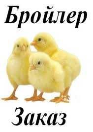 інкубаційне яйце бройлер оптом та в роздріб