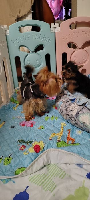 Yorkshire Terrier piesek mini mini