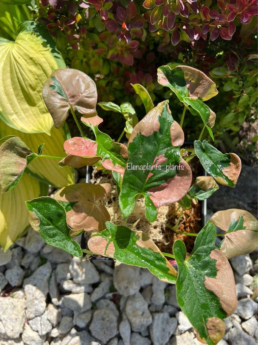 Сингониум Batik variegated, Dark Purple, Orm Nagpum, Oregano, Rayii