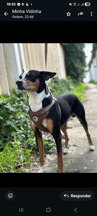 Doação  de cão  ,porte medio