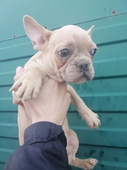 Французькі красунчики та красуні, різниго забарвлення