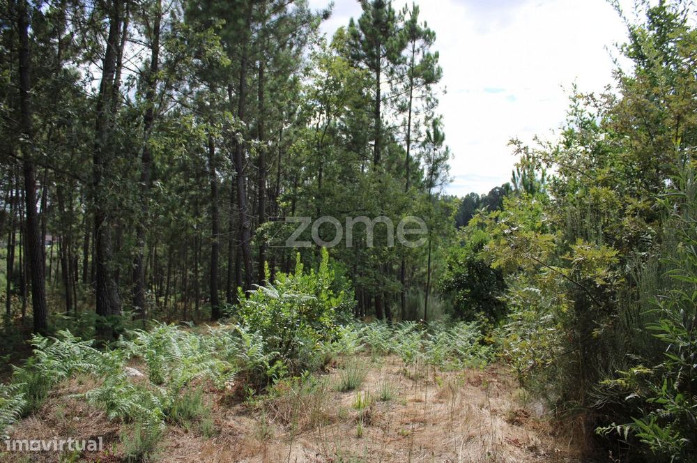 Terreno com pinhal e e mato a 15 minutos de Viseu
