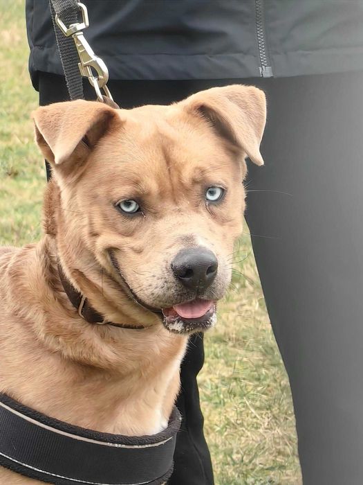 Lupi z pięknymi oczami szuka domu