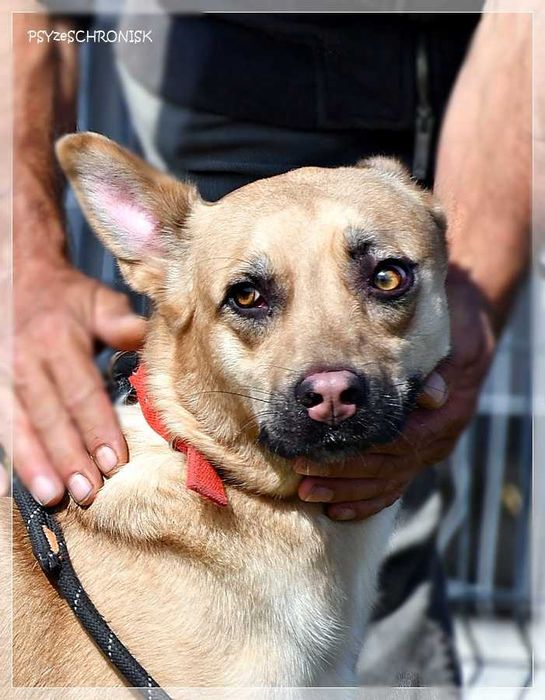 Kochany Sierżant szuka domu