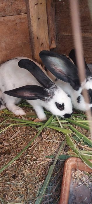 Sprzedam srokacze samce