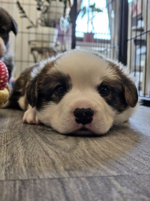 Welsh Corgi Cardigan piesek FCI