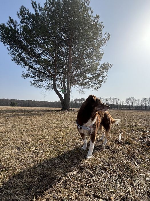 Sami z Sobolewa szuka Domku na Stałe