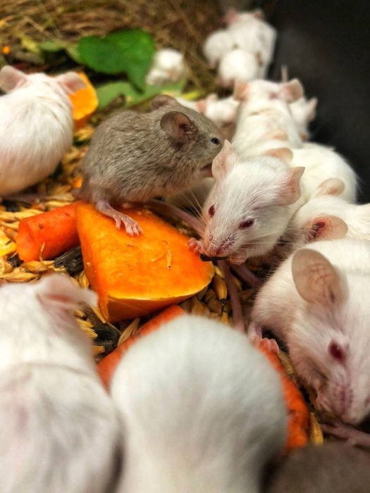 Мишки декоративние