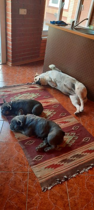 Перетримка ( перевезення по Україні )