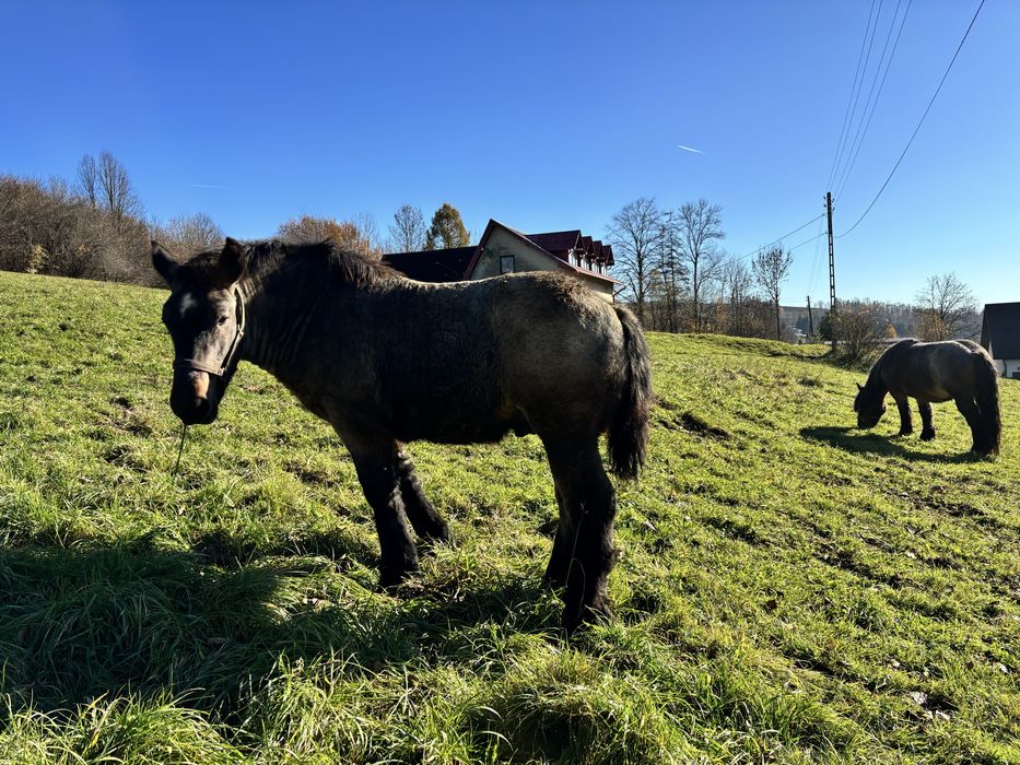 Sprzedam źróbka 7 miesiecznego