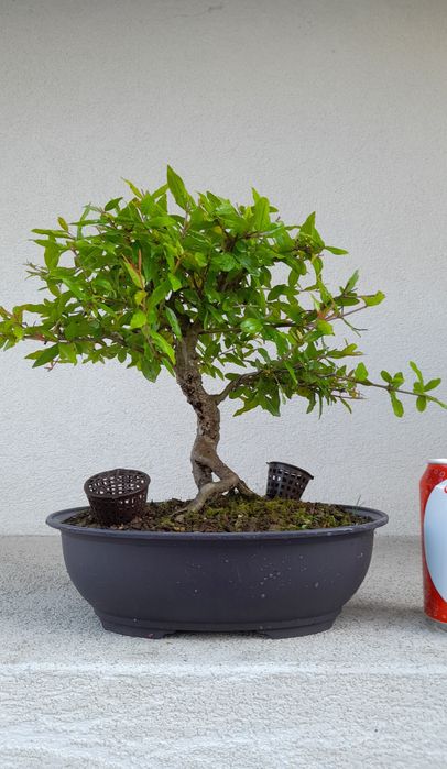 Bonsai Romãzeira