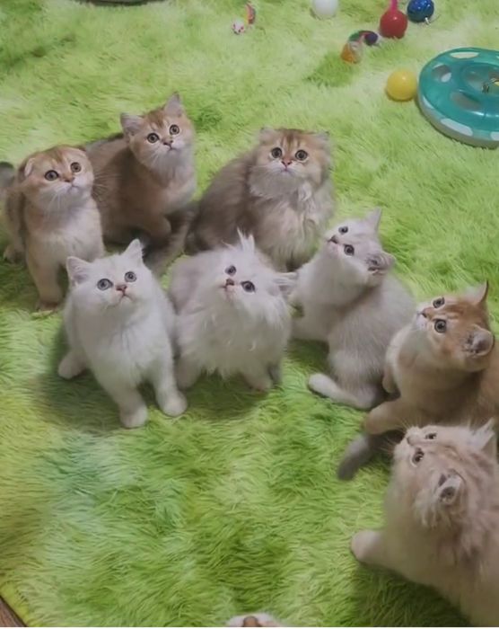 Ніжні котятка шотландці та британці