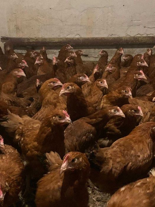 Kury nioski młode Rosa z własnej hodowli. Dominant. Dowóz.