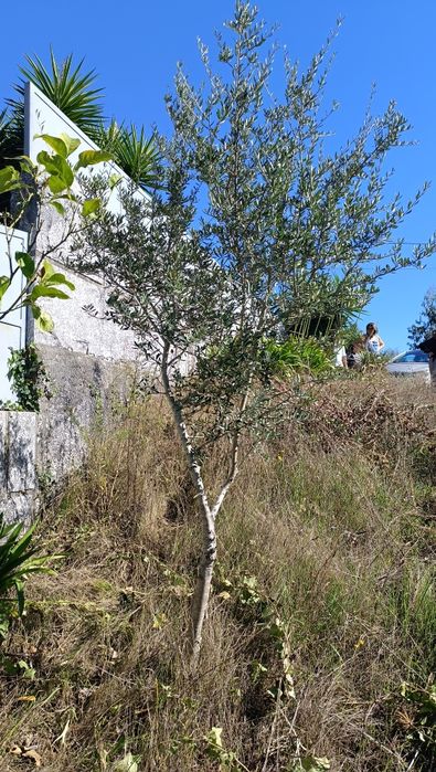 Oliveiras para venda