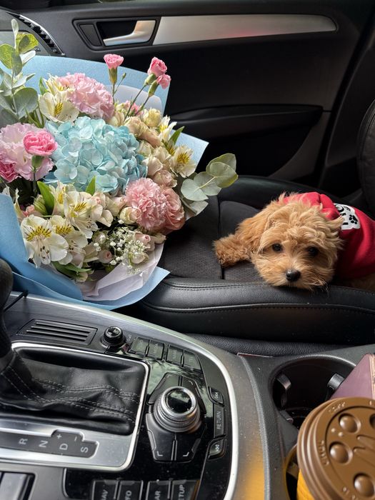 Карамельні мальтипу