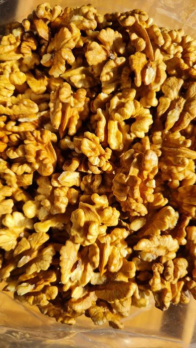 Miolo grão de noz colheita 2025