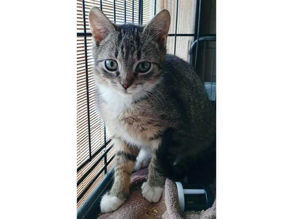 4mies.PRZYTULAŚNY, buro-biały kocurek (adopcja)