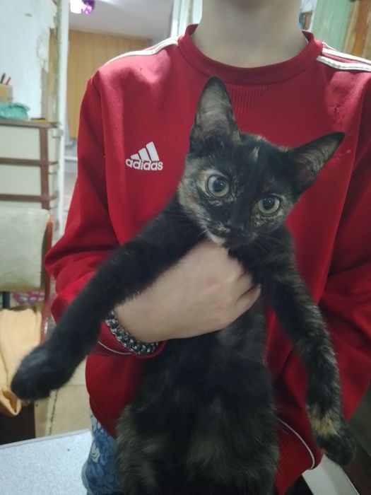 Срочно. Відам в хороші руки кішечок