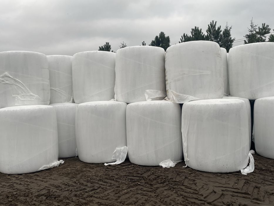 Kiszonka kukurydzy w balotach